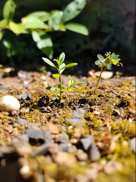 7 Ways to Get Rid of Weeds & Stop Their Spread