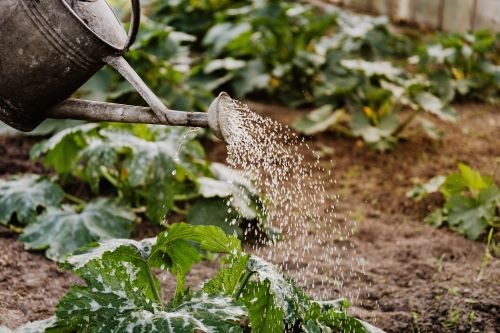 Water-Saving Landscaping Ideas for an Eco-Friendly Yard