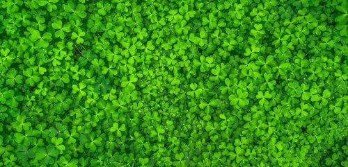 March Madness: Your Guide to Seasonal Lawn Maintenance