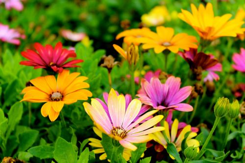 Preparing Your Lawn for Spring: A Comprehensive Guide