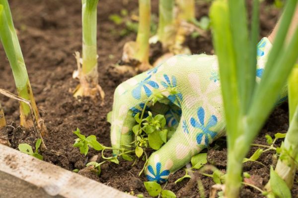 Late-Summer Weed Control Tips for Central Virginia Lawns