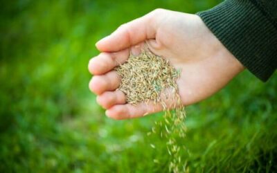 Why September is Ideal for Overseeding