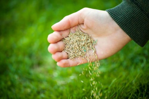 Why September is Ideal for Overseeding